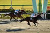 Natural Rise wins the 2024 2024 Cattleya Stakes at Tokyo Racecourse
ridden by Takeshi Yokoyama, trained by Keizo Ito, and owned by Hiroyuki Yoshioka