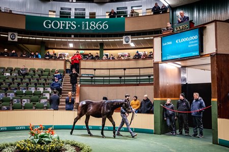 The Sea The Stars full brother to group 1 winner Teona, consigned as Lot 566, in the ring at the Goffs November Sale