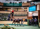 2024 Goffs November Sale, Lot 566