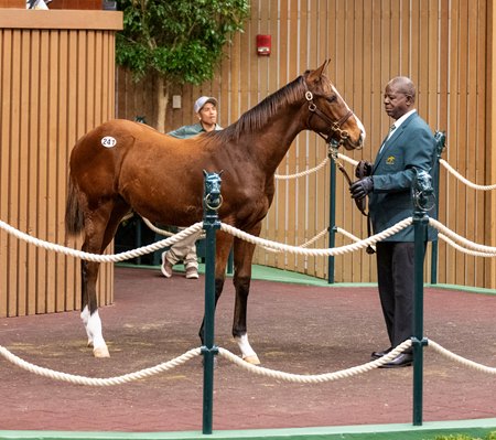 The Flightline colt consigned as Hip 241 in the ring at the Keeneland November Breeding Stock Sale