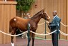 Hip 241, Flighline out of Lucrezia sold at the Keeneland November Breeding Stock Sale in Lexington, KY Tuesday November 5, 2024. Photo by Anne Eberhardt