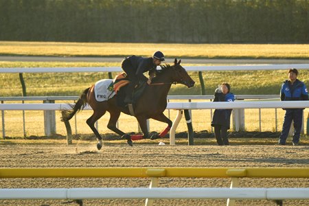 Goliath trains Nov. 22 ahead of the Japan Cup at Tokyo Racecourse