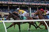 Goliad leads the Breeders&#39; Cup Mile (G1T) at Del Mar Racetrack in Del Mar, CA on November 2, 2024
More Than Looks won the race, Goliad finished 9th