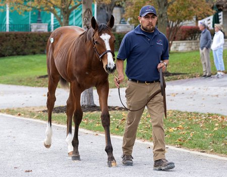 The Mandaloun filly consigned as Hip 527 at the Keeneland November Breeding Stock Sale