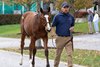 Hip 527, of Trackside Farm for the Look Ahead Feature at the Keeneland November Breeding Stock Sale in Lexington, KY Tuesday November 5, 2024. Photo by Anne Eberhardt