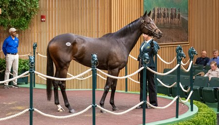 Walkathon sells for $1.5 million at the Keeneland November Breeding Stock Sale