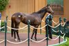 Hip 101, Walkathon by Twirling Candy out of Walkabout represented by Denali Stud as agent sold for $1.5M at the Keeneland November Breeding Stock Sale in Lexington, KY Tuesday November 5, 2024. Photo by Anne Eberhardt