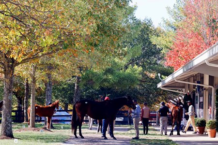 The barn area during Fasig-Tipton's The November Sale