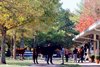  Scenics,  2024 Fasig-Tipton November Sale,