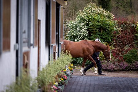 Lope de Vega at Ballylinch Stud