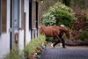 Lope De Vega at Ballylinch Stud
ITM Stallion Trail.
Photo: Patrick McCann/Racing Post
13.01.2023 