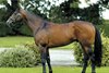 Acclamation at Rathbarry Stud 
