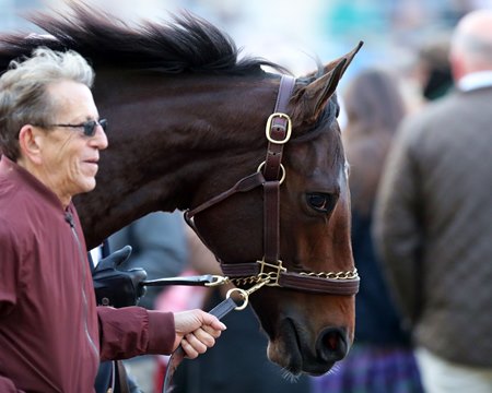 Thorpedo Anna parades for her in the Churchill Downs paddock on Clark Day