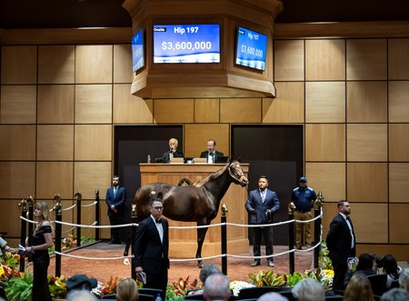 Surge Capacity, consigned as Hip 197, sells for $3.6 million to Narvick Int'l/Grand Stud at Fasig-Tipton's November Sale