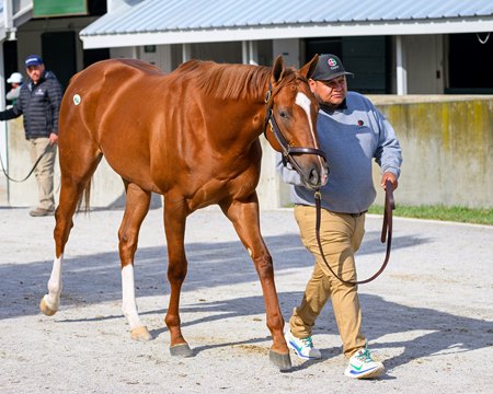 Alyeska, consigned as Hip 4066, at the Keeneland November HORA Sale