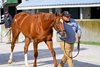 Hip 4066 Alyeska at Gainesway
Keeneland breeding stock sale at Keeneland near Lexington, Ky., on Nov. 13, 2024. 