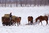 Old Friends Hay in Winter