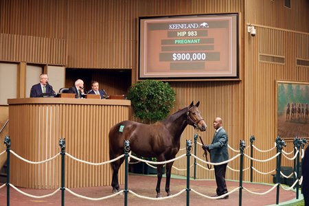 Finesse sells for $900,000 at the Keeneland November Breeding Stock Sale