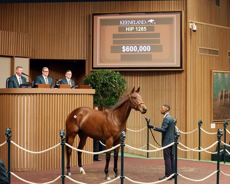 Adoptable sells for $600,000 during the fourth session of the Keeneland November Breeding Stock Sale