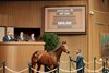 Hip 1285, 2024 Keeneland November Sale