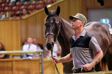 Lot 174, a colt by I Am Invincible, brings a record NZ$1.65 million at the NZB Ready to Run Sale