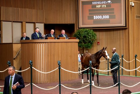 The Into Mischief colt consigned as Hip 173 in the ring at the Keeneland November Breeding Stock Sale