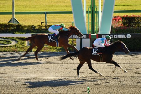 Natural Rise wins the Cattleya Stakes at Tokyo Racecourse