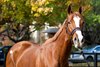 Hip 310 Ramatuelle consigned by Bedouin Bloodstock to The November Sale at Fasig-Tipton in Lexington, Ky. on November 4, 2024.