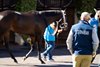 Breeders’ Cup scene at Del Mar Racetrack in Del Mar, CA on November 1, 2024.