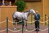 Hip 198, Roses for Debra at Candy Meadows, Agent
Keeneland Breeding Stock Sale at Keeneland in Lexington, Ky., on Nov. 5, 2024. 