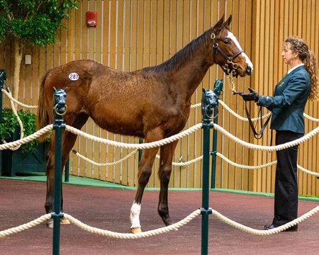 The Life Is Good filly consigned as Hip 287 in the ring at the Keeneland November Breeding Stock Sale 