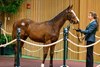 Hip 287 filly by Life is Good out of Mezinka from Runnymede Farm, agent for Breed First
Keeneland Breeding Stock Sale at Keeneland in Lexington, Ky., on Nov. 6, 2024. 