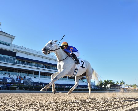 White Abarrio wins his return allowance race at Gulfstream Park