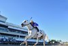 White Abarrio, AOC, Gulfstream Park, November 22 2024                         