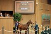 Hip 1602, 2024 Keeneland November Sale