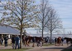 Scenics, 2024 Keeneland HORA November Sale