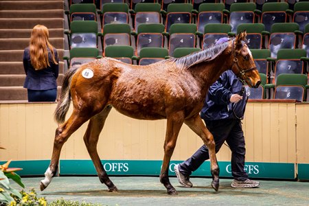 Lot 88, a colt by Blue Point, at Goffs November Sale