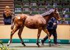 Lot 88, 2024 Goffs November Sale