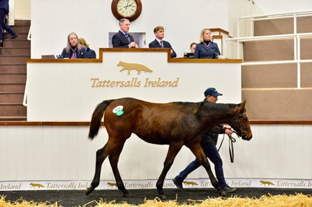 The Persian Force colt consigned as Lot 976 in the ring at the Tattersalls Ireland Sapphire Sale