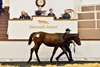 2024 Tattersalls Ireland Sapphire Sale, Lot 976
Persian Force (IRE) / Ray of Light (IRE) 2024 B.C. (IRE)