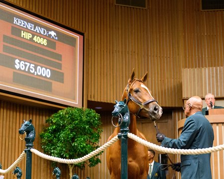 Alyeska, Hip 4066, in the ring during the Keeneland November HORA Sale