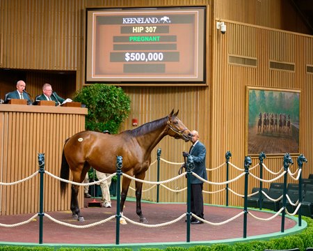 Music Street, purchased for $500,000 by Greg Tramontin, in the sales ring at Keeneland