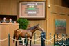 Hip 307, Music Street in foal to Taiba from the Grovendale Sales, agent, and purchased by Greg Tramontin for $500,000. 
Keeneland Breeding Stock Sale at Keeneland in Lexington, Ky., on Nov. 6, 2024. 