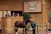 Richard and Denise Brunicini, buyers, Hip,838, 2024 Keeneland November Sale