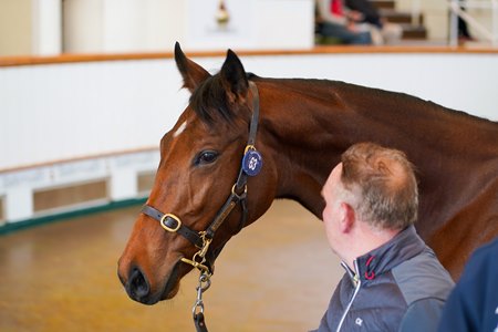 The Dark Angel filly, consigned as Lot 63, at the Tattersalls December Yearling Sale