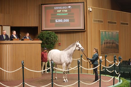 Session-topping Dreams Are Made sells for $280,000 at the Keeneland November Breeding Stock Sale