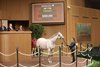 Hip 1799, 2024 Keeneland November Sale