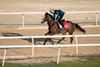 Spirit Dancer and Oisin Orr exercise on the sand at Sakir Racecourse in Bahrain
13.11.24 Pic: Edward Whitaker