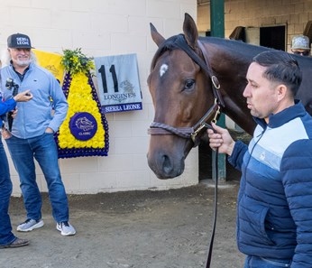 Sierra Leone - Horse Profile - BloodHorse