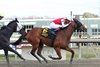 Spikezone #6 ridden by Mychel Sanchez wins the $75,000 Let&#39;s Give Thanks Stakes on November 27, 2024 at Parx Racing in Bensalem, Pa. This was the 11th victory of 2024 for Spikezone, who is trained by Jamie Ness for owners Troy Johnson, Charles Lo and Jagger Inc. Photo by Barbara Weidl/EQUI-PHOTO.